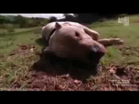 Dogo Argentino "Morocho" saves 2 girls from Puma attack