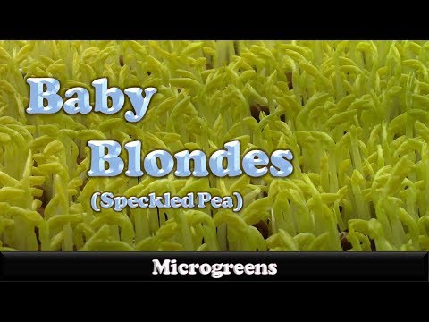 How to Grow Baby Blonde Pea Microgreens the IHG Method