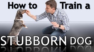 How To Train a Stubborn Dog
