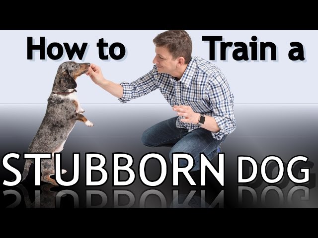 Is a spray bottle a good way to train dogs?