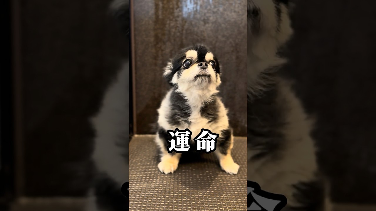 恐怖のお風呂、再び。 #チワワ #犬のお風呂 #かわいい犬 #chihuahua #dog  #癒し動画 #犬のいる暮らし