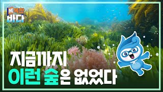 지금까지 이런 숲은 없었다...! 바다숲에 대한 모든 것 [똑똑한 바다]
