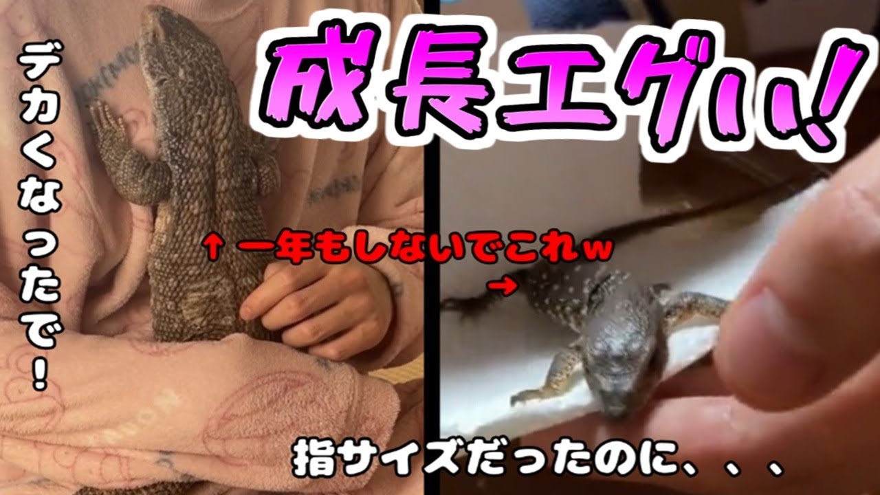 【オオトカゲ】成長速度が異次元な件【ペット】