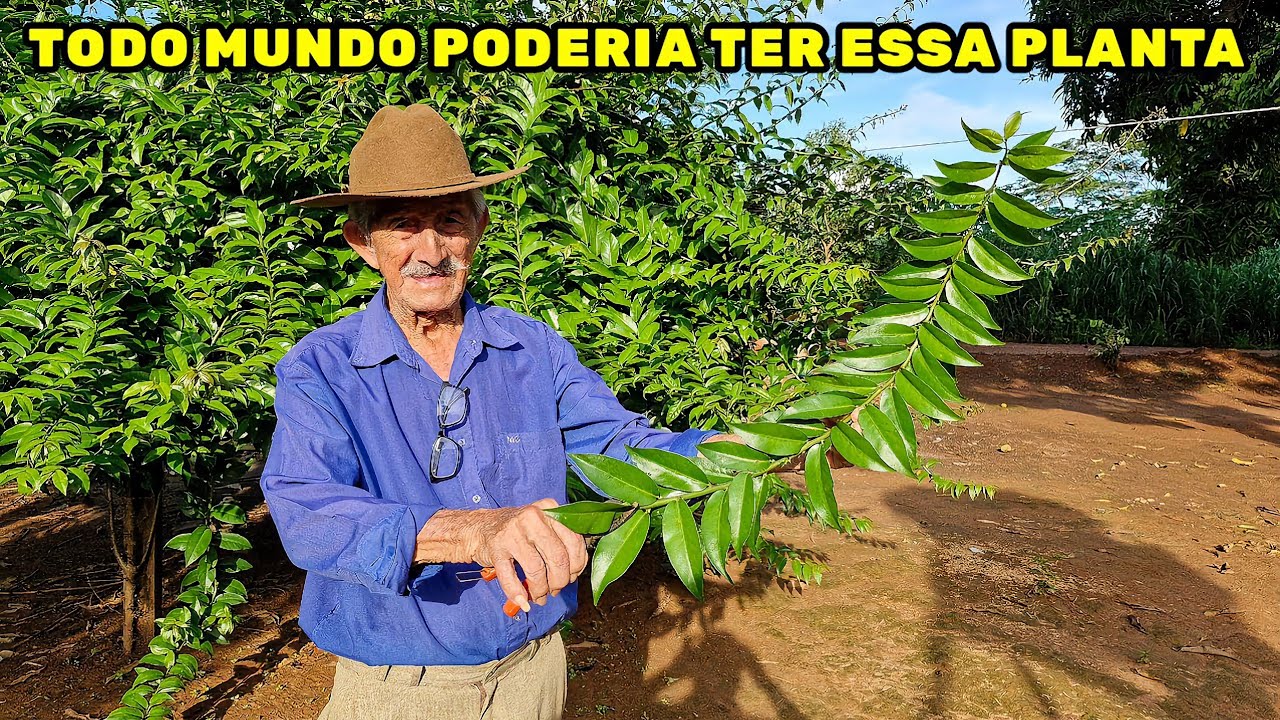 Por que a ORA-PRO-NÓBIS é a PLANTA que você precisar ter no seu quintal.