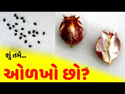 Kalonji Ko Gujarati Mein Kya Kehte Hain | Kalonji Gujarati Ma Su Kevay | Kalonji Gujarati #kalonji