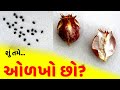 Kalonji Ko Gujarati Mein Kya Kehte Hain Kalonji Gujarati Ma Su Kevay Kalonji Gujarati Kalonji