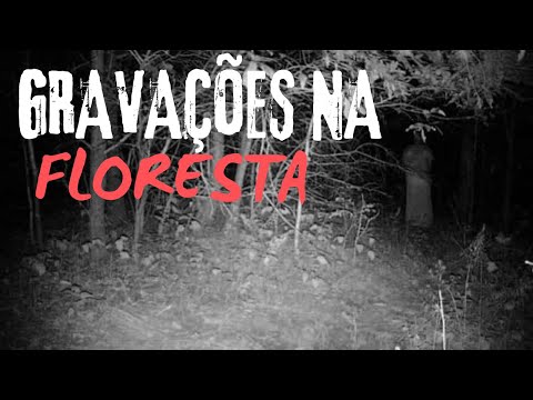 5 Encontros de Acampamento na Floresta Mais Perturbadores Capturados pela Câmera