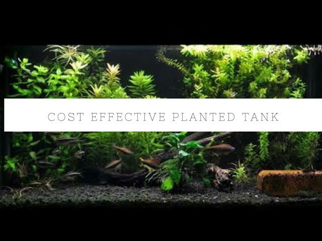 Planted aquarium setup with creative ideas