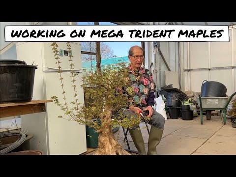 Working in Mega Trident Maple Bonsai