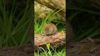 Download lagu #short suara tikus | mouse sound mp3