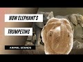 The Animal Sounds How Elephant S Trumpeting Sound Effect Animation