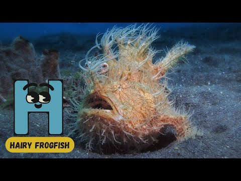 100 Sea Animals Song | Learn Ocean Creatures A-Z | Sea Animals Song for Kids | UZR Learning #abcd