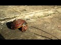 Snail coming out of shell (time lapse)