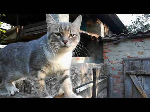 Осень в селе. Первые морозы. Листопад. Музыка релакса.
