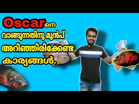 Oscar fish Malayalam|oscar fish farm kerala|oscar fish caring|all about oscar fish|tiger oscar|oscar