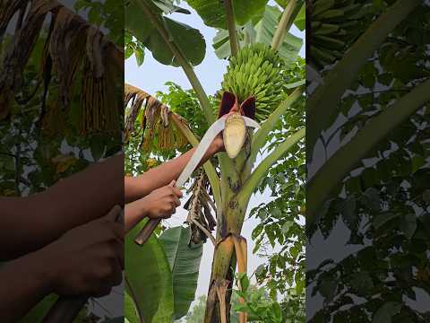 Funny  banana 🍌😱 part 2422 #shorts #viral #banana #satisfying #shortsviral #farming #bananacutting