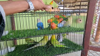 Download lagu DAY 116🦜#birds 👉@Ansar_Khan_Badshah #lovebirds #budgies #parrot #minivlog #foryou #viral #pets #viralvideo mp3 Download lagu DAY 116🦜#birds 👉@Ansar_Khan_Badshah #lovebirds #budgies #parrot #minivlog #foryou #viral #pets #viralvideo mp3