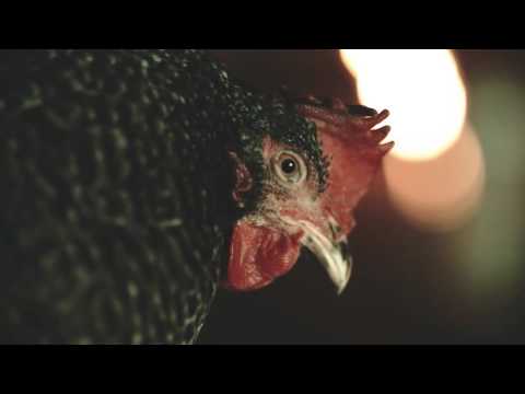 Knuts Koffer feat. Greis – Drum sägi Nei