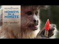 What Makes Capuchins such Good Helpers - Monkeys in a Minute