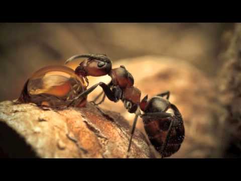 Sura An-Naml, Abdelbasset Abdessamad