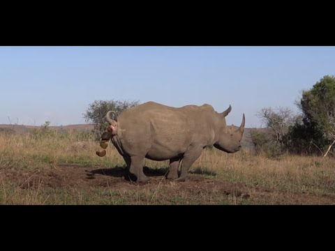 Amazing video of Rhino marking territory including a Flehmen grimace after female urinates