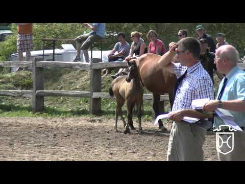 Holsteiner Fohlenchampionat 2014 - Föhr - erster Stutenring