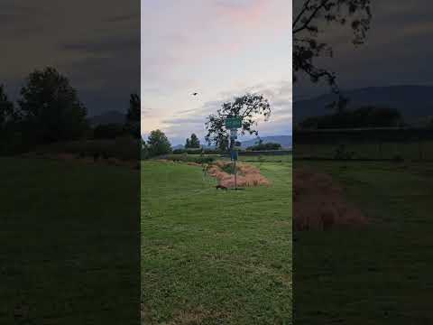 morning at the pet area