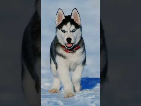 Top 10 dangerous dog.                                     #dangerdog #dog