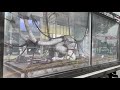 White Spike Alien In Real Life Tomorrow War