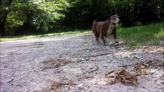 Runaway Rocketship "Tennessee OG" FT Young Tone, Walt G, BUCK!, Jimbo Slice, Phoenix