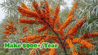 Grow Seabuckthorn Easily – Rare Superfood That Could Make $900+Year
