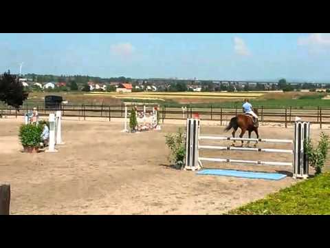 8 jährige Casall-Contender-Landgraf  Stute