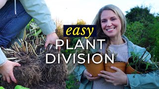 How to Divide Perennial Plants in the Fall