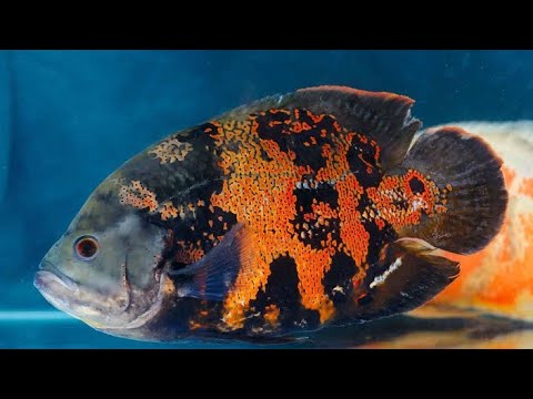 Oscar Fish🐟 | @Life Routes by saeeda