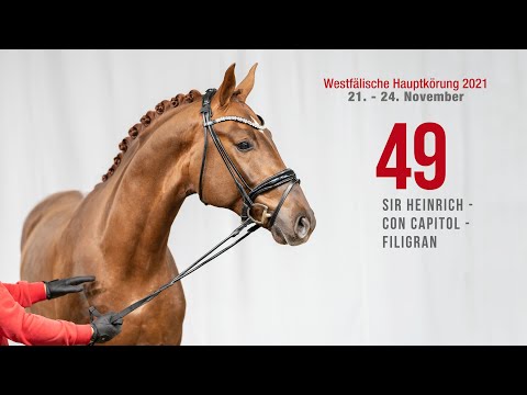 Hauptkörung 2021 Reitpferdehengste Kat-Nr. 49  Sir Heinrich - Con Capitol - Filigran