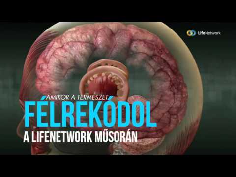 Bélféreg: okok, tünetek, kezelés
