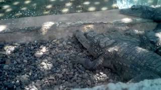 preview picture of video 'Hechary - Crocodile Conservation and Beeding Center at Sasan Gir - Forest National Park'