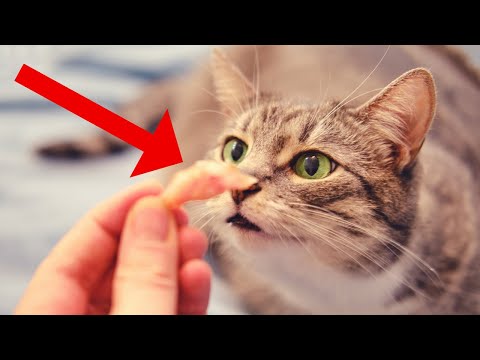 These 14 Human Foods Are ACTUALLY GOOD for Your Cat
