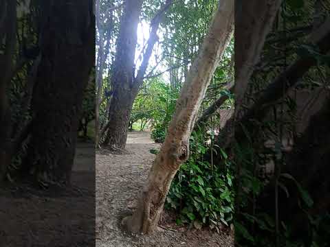 presidente Juscelino MA