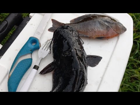 fishing the econ river for whatever bites (CATCH&COOK)