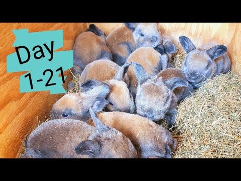 Timelapse Baby Bunnies Growing | Rabbit Babies Day In 21 Days