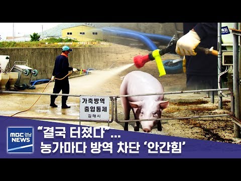 “결국 터졌다”… 농가마다 방역 차단 ‘안간힘’ [MBC경남 뉴스데스크] 190917