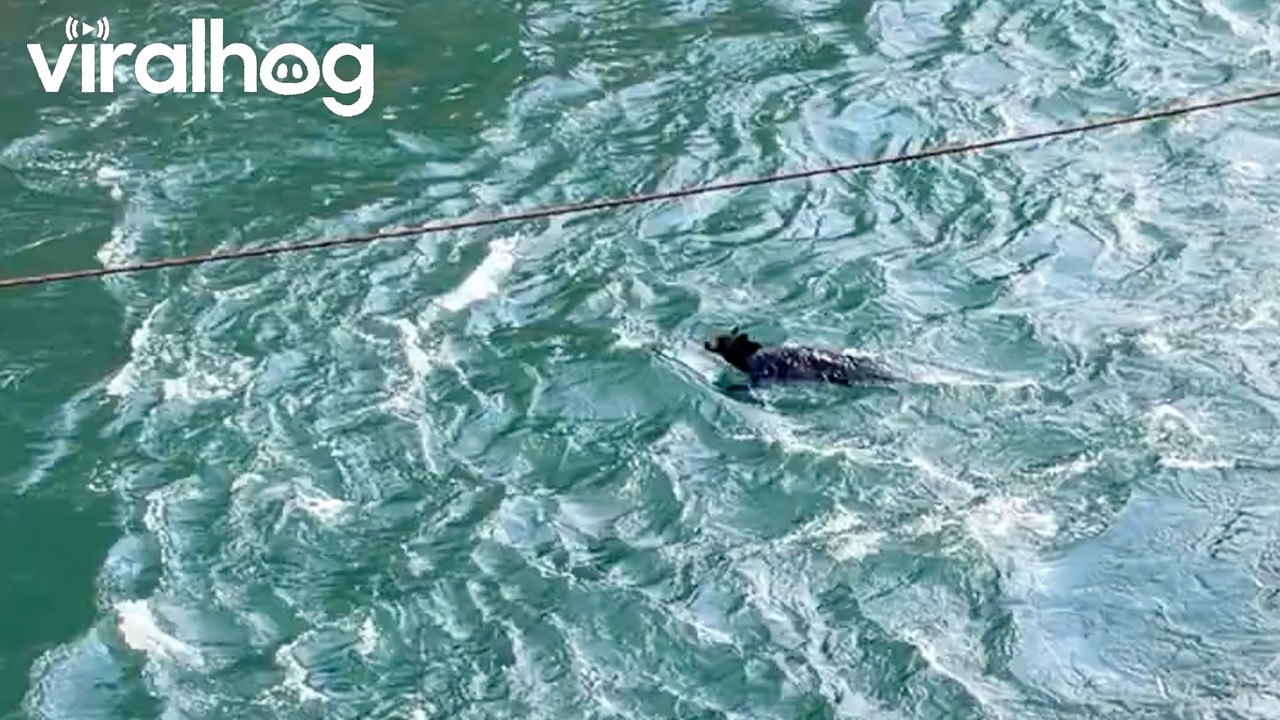 Bear Crosses the River at Miles Canyon || ViralHog