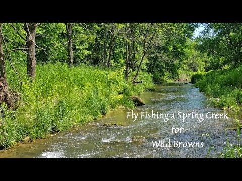 Fly Fishing for Wild Brown Trout in a beautiful spring creek!
