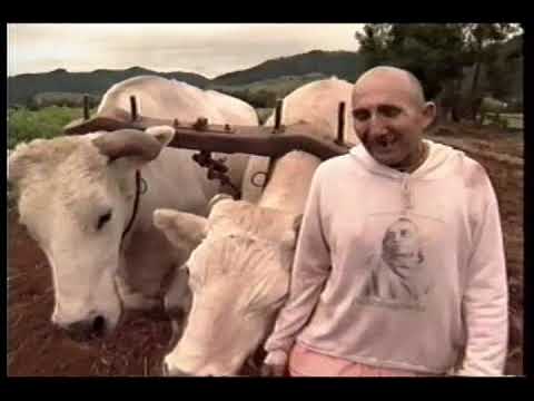 Bullock Man with Oliva Newton-John