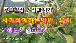 사과적과하는방법  부사  주의할점 / 적과시기