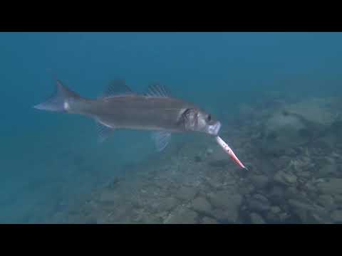 Seabass on surface lure - Live strike on Spasm fishing lure