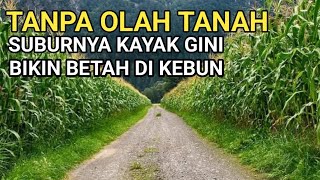 Download lagu 4 TANAMAN TANPA OLAH TANAH - PRAKTIS, MODAL KECIL HASIL MAKSIMAL mp3 Download lagu 4 TANAMAN TANPA OLAH TANAH - PRAKTIS, MODAL KECIL HASIL MAKSIMAL mp3
