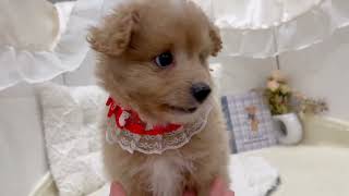 ハーフ犬の動画01