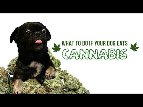 YouTube video about: How to get a dog unstoned at home?